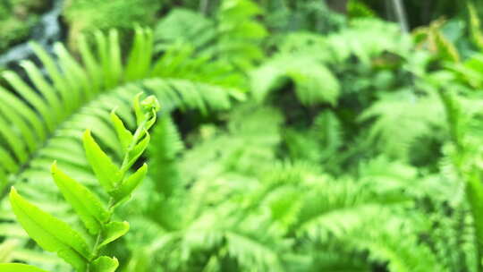 绿色蕨类植物背景