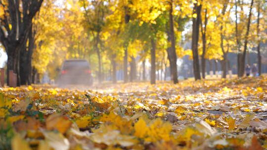 秋天季节下铺满金黄落叶的林荫小道视频素材模板下载