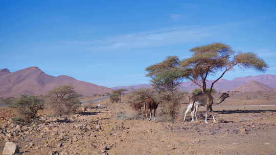 西撒哈拉、毛里塔尼亚和摩洛哥的单峰骆驼