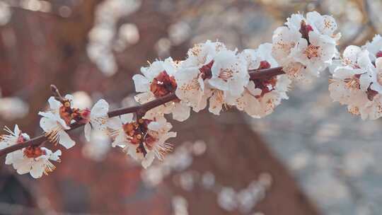 带花的树枝