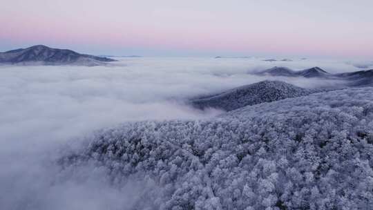 山景中的白雪覆盖的树木