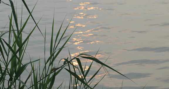 湖水 波纹 芦苇 摇曳 宁静 空镜