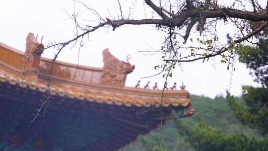 浙江普陀山法雨寺禅院建筑4K实拍视频