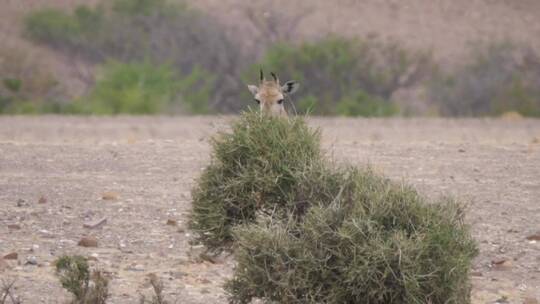 小长颈鹿在稀树大草原的一棵树上吃东西_视频素材模板下载