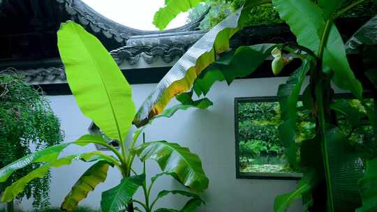 杭州西湖郭庄园林江南烟雨