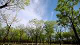 森林树木蓝天白云万能空镜头延时视频素材高清在线视频素材下载
