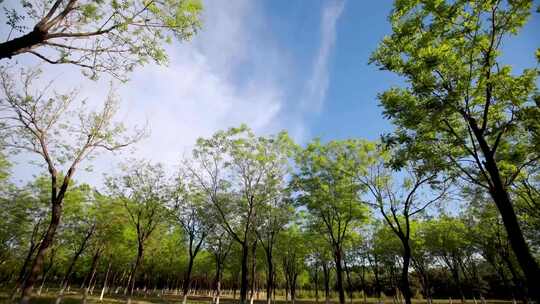 森林树木蓝天白云万能空镜头延时视频素材