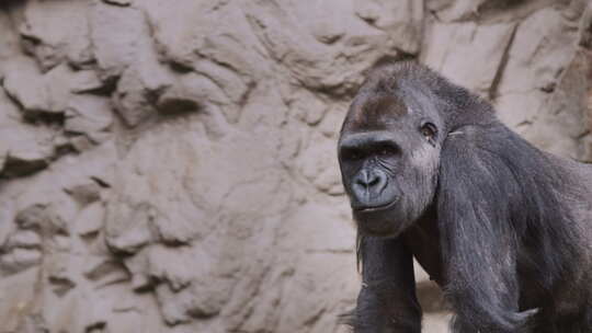 一只大型雄性大猩猩坐在岩石背景下咀嚼东西