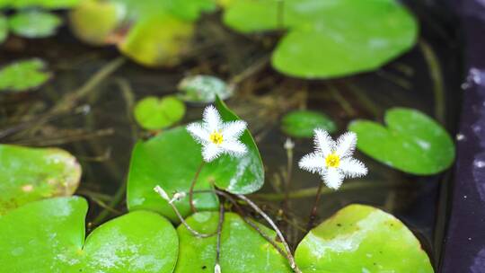 金银莲花水生草本水草类植物