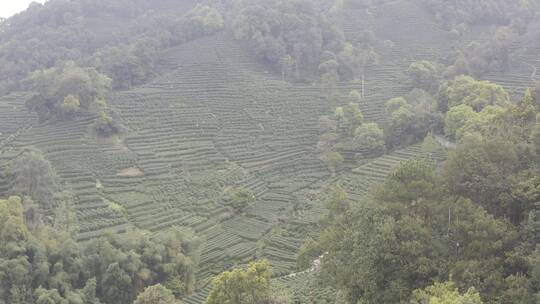 杭州西湖梅家坞茶园茶山