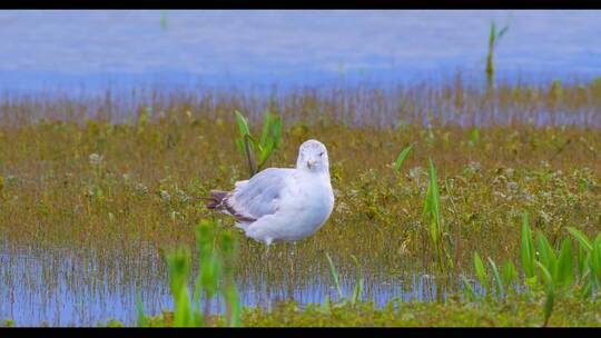 水边一只白色的水鸟