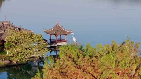 秋天鸟 鸟群 飞鸟