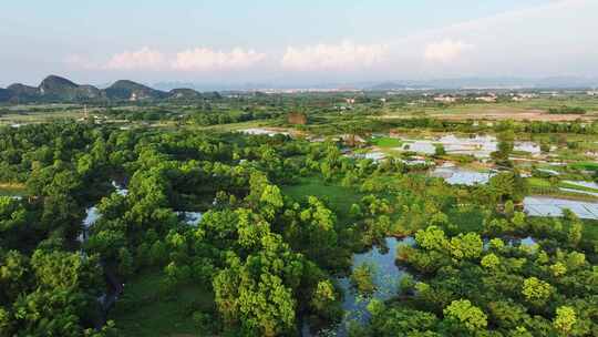 航拍广西桂林会仙湿地白鹭栖息地