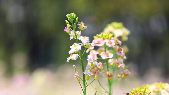 唯美空镜头五彩油菜花