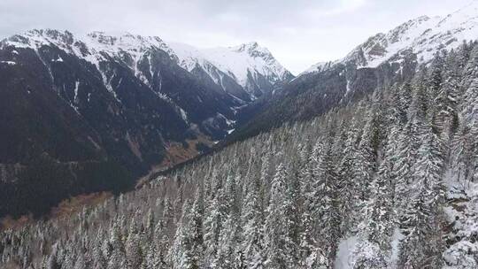 飞越群山中的雪林