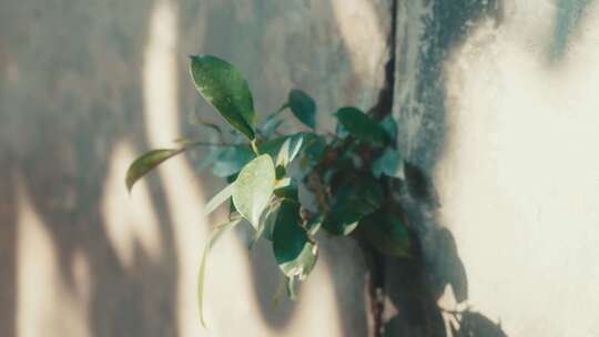 儿时炙热的夏天外婆家的院子