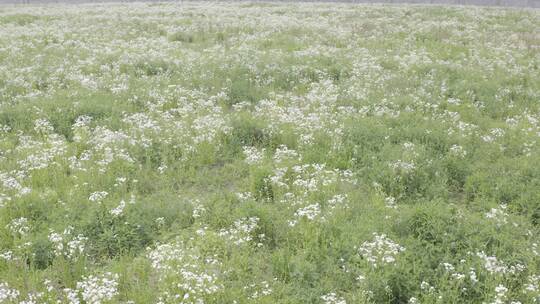 小清新鲜花阳光和雏菊