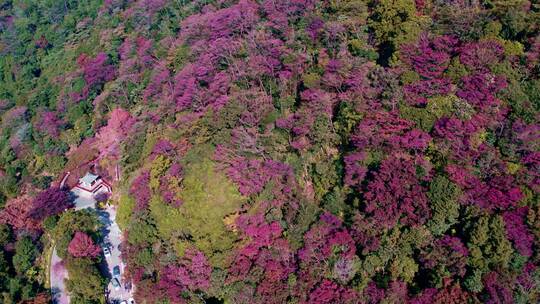 广州从化石门森林公园漫山红叶和盘山公路