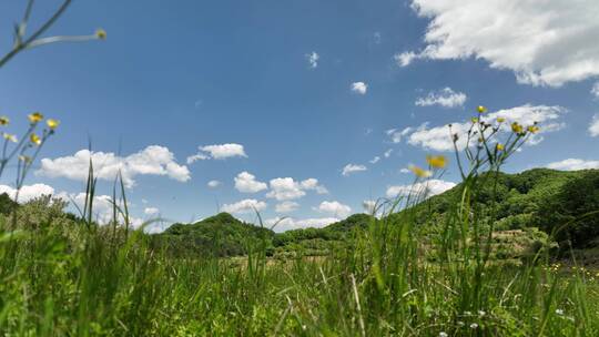 内蒙古呼伦贝尔大草原森林树林氧吧空气环保