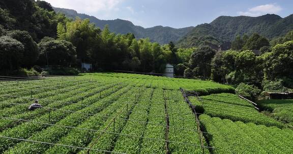 杭州龙坞茶园航拍