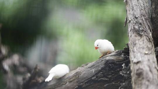 捕食的鸟