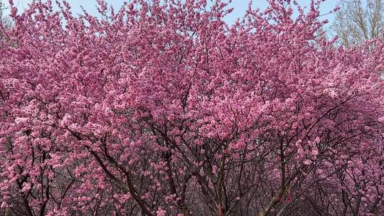 济南百花公园春天赏玉兰花、桃花