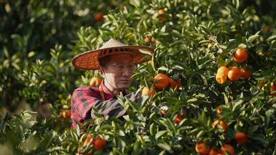 男人农民在桔子园采摘橘子