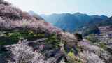 航拍福州永泰青梅花（葛岭万石村）2高清在线视频素材下载