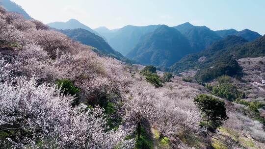 航拍福州永泰青梅花（葛岭万石村）2