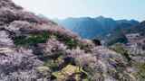 航拍福州永泰青梅花（葛岭万石村）2高清在线视频素材下载