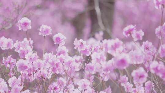 航拍杜鹃花花开满山杜鹃花