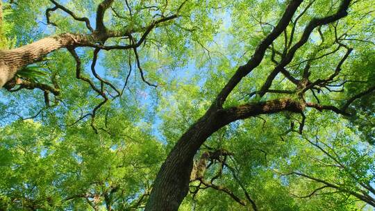 池塘边的樟树古树仰拍树荫树枝