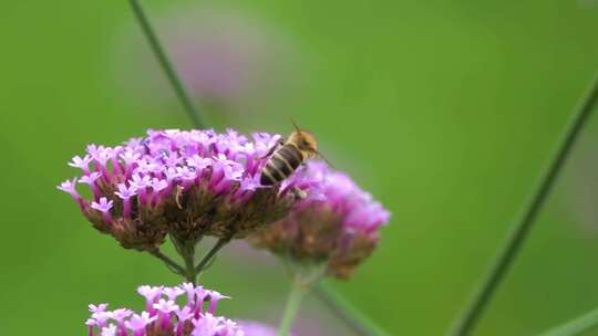 微距实拍一只小蜜蜂在花朵上采蜜4k高清