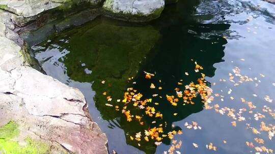 漂浮在池塘里的玫瑰叶子