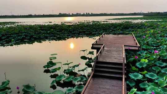 航拍湿地公园荷花湖夕阳园林亭落日空镜