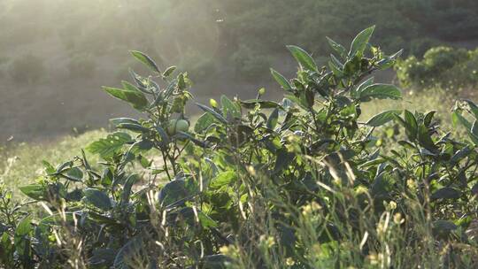 茂盛的蔬菜植株视频素材模板下载