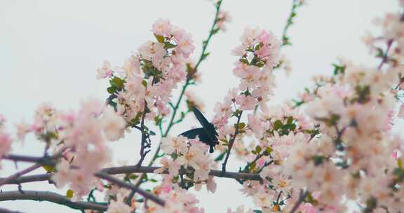 春天盛开的粉色海棠花蝴蝶飞舞