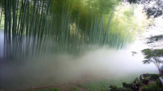 雾气弥漫的竹林自然景观