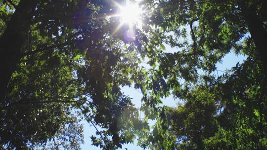 阳光透过森林的树冠缝隙