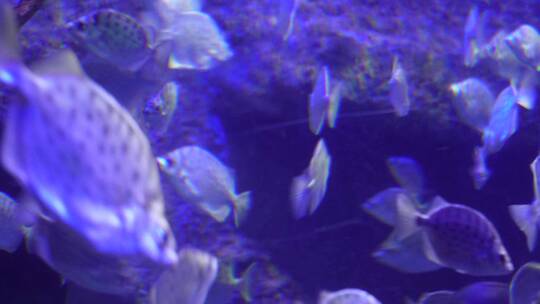 深海鱼群小鱼水下海底世界视频素材模板下载