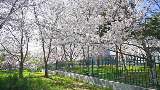 春天盛开的樱花树与蓝天阳光逆光中景全景