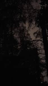 夜晚 树木