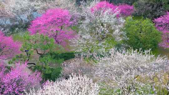 杭州植物园灵峰探梅梅花风景视频素材航拍