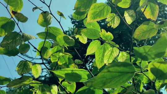 空镜头 阳光下的树叶