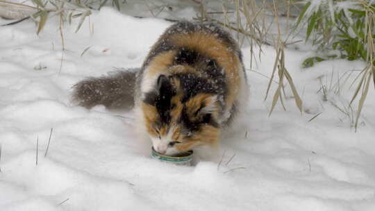 三花猫在雪地觅食冬季流浪猫下雪天