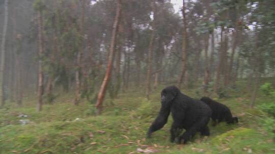 大猩猩在薄雾中走过田地视频素材模板下载