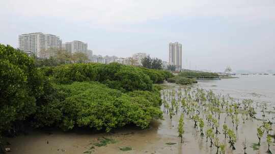 湛江市霞山观海长廊红树林保护区