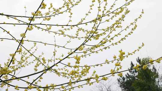 农村山胡椒植物