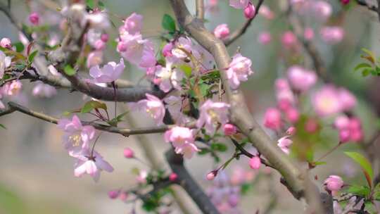 春天秋天樱花树枝叶植物特写风景视频素材