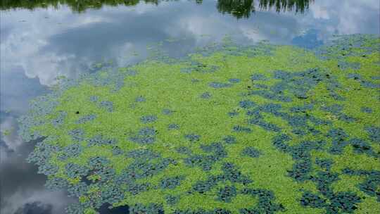 河流湿地水草浑河沈阳